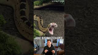 Huge Bushmaster Viper - Mive Fangs