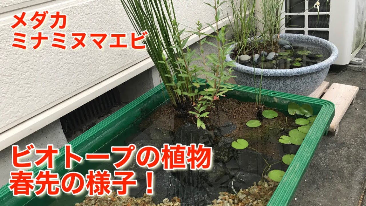 我が家のメダカビオトープ 春先の様子など - YouTube