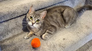 My cat Bunny is obsessed with playing fetch on the stairs