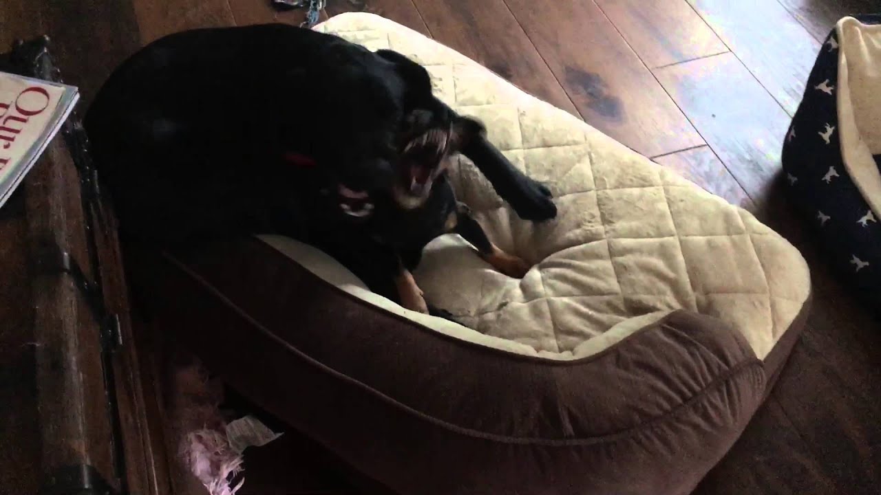 Dogs making weird sounds!! YouTube