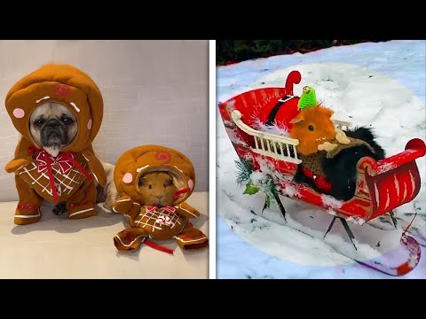 SLEDGING Guinea Pigs & Puppies Ready For CHRISTMAS!! (Cutest Holiday Pets)