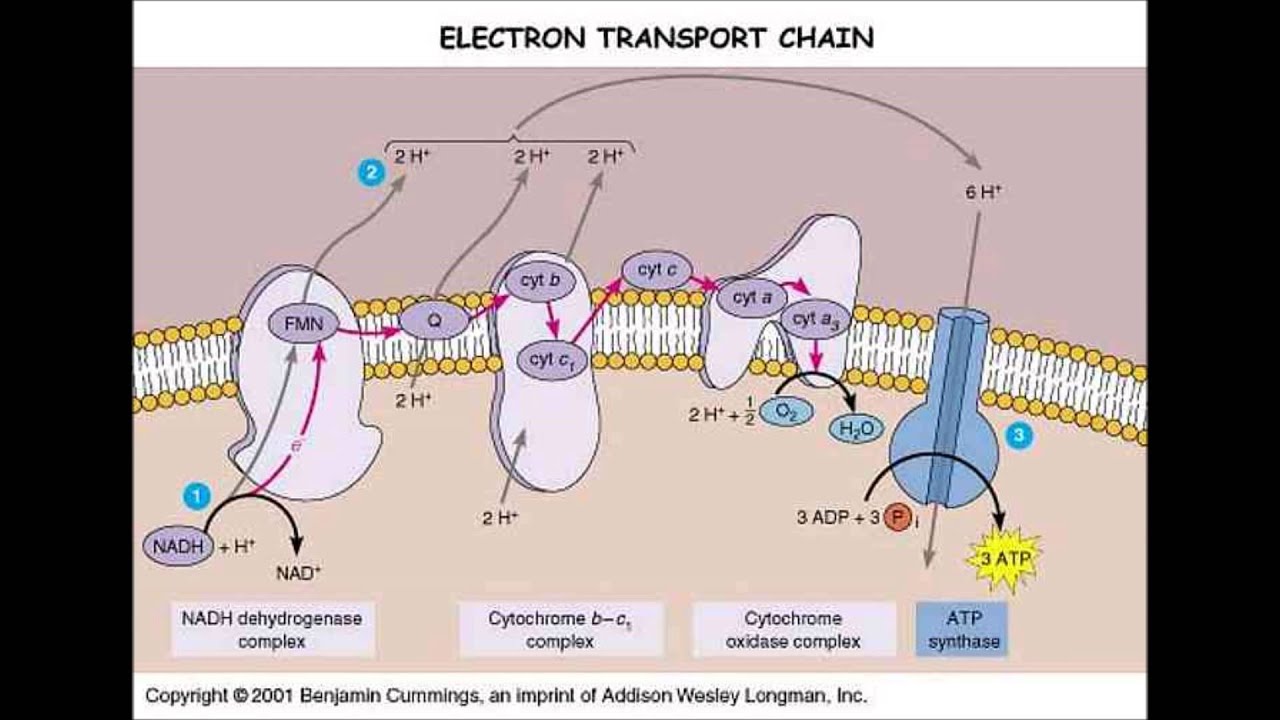 Окислительное фосфорилирование транспорт электронов