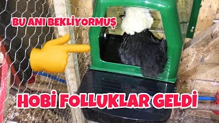 Hobi Folluk Faydaları Ve Kurulumu I