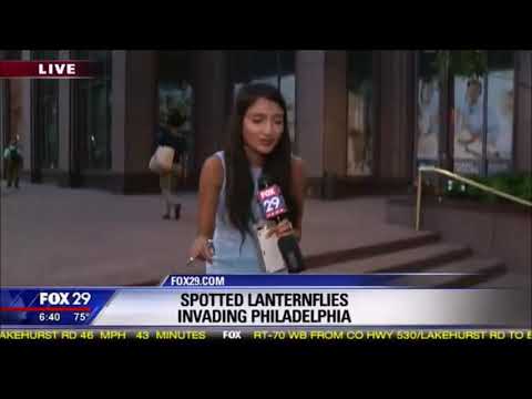 Lantern bug reporter pumps crush