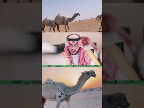 صاحب السمو الملكي الأمير تركي بن محمد بن فهد آل سعود