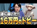 ひろちん雑談 遂に届いたぞ 16万円したドビー人形 切り抜き ひろちんくん 雑談 ひろちん雑談 遂に届いたぞ 16万円したドビー人形 切り抜き ひろちんくん 雑談