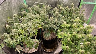 Day 38 Flower Runtz Muffin, Cherry 18, 24k Gold, Am Sour D, Lemon Kush Headband HSO Barney’s DNA