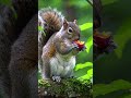 #loveanimalworld #squirrel #animallife #eating #world #animals