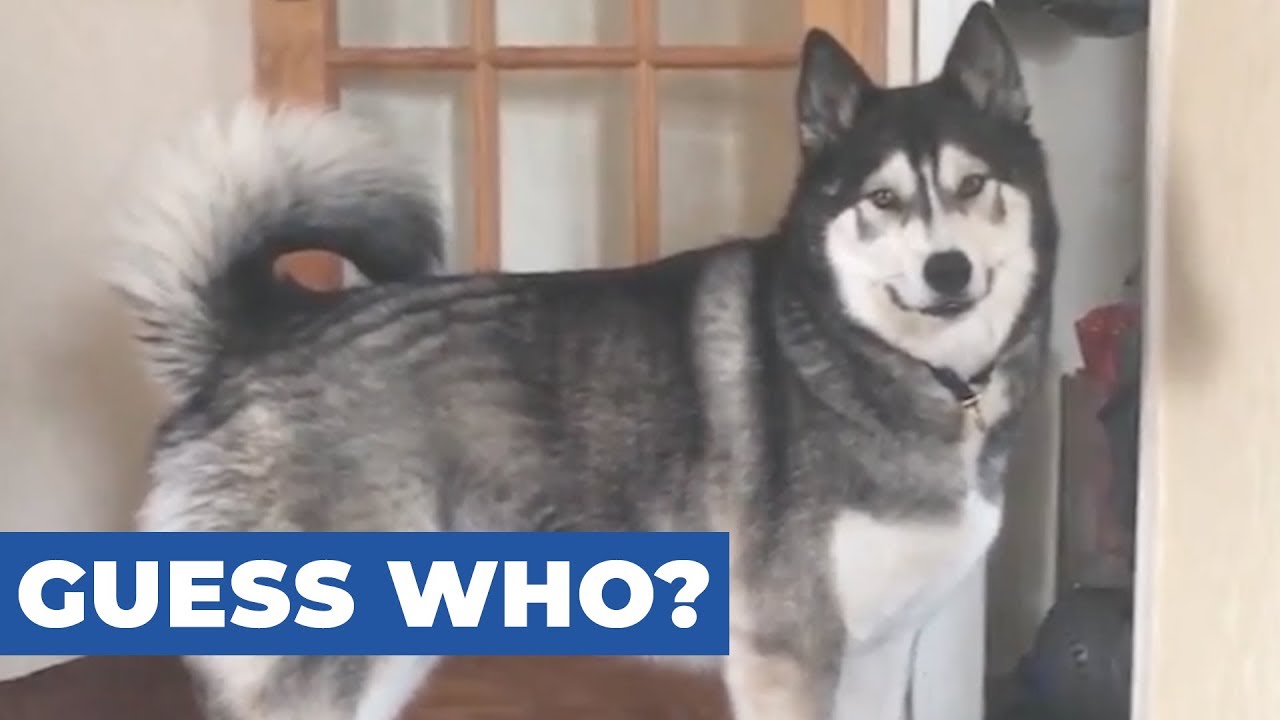 husky siberiano blanco Husky Excited To Play With Best Friend