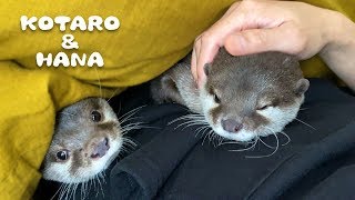 カワウソコタローとハナ　父ちゃんが好きすぎて離れない　Otter Kotaro&Hana Best Place for Sleeping