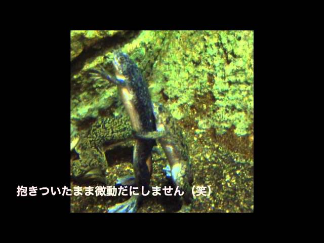 天才!志村どうぶつ園 生まれたて超かわいい赤ちゃん動物!大集合スペシャル!!