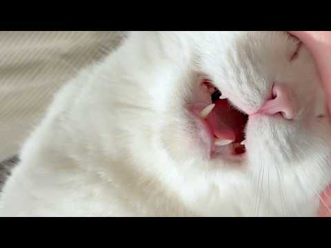 The Day Our Usually Quiet Cat Made a Rare Sound - YouTube