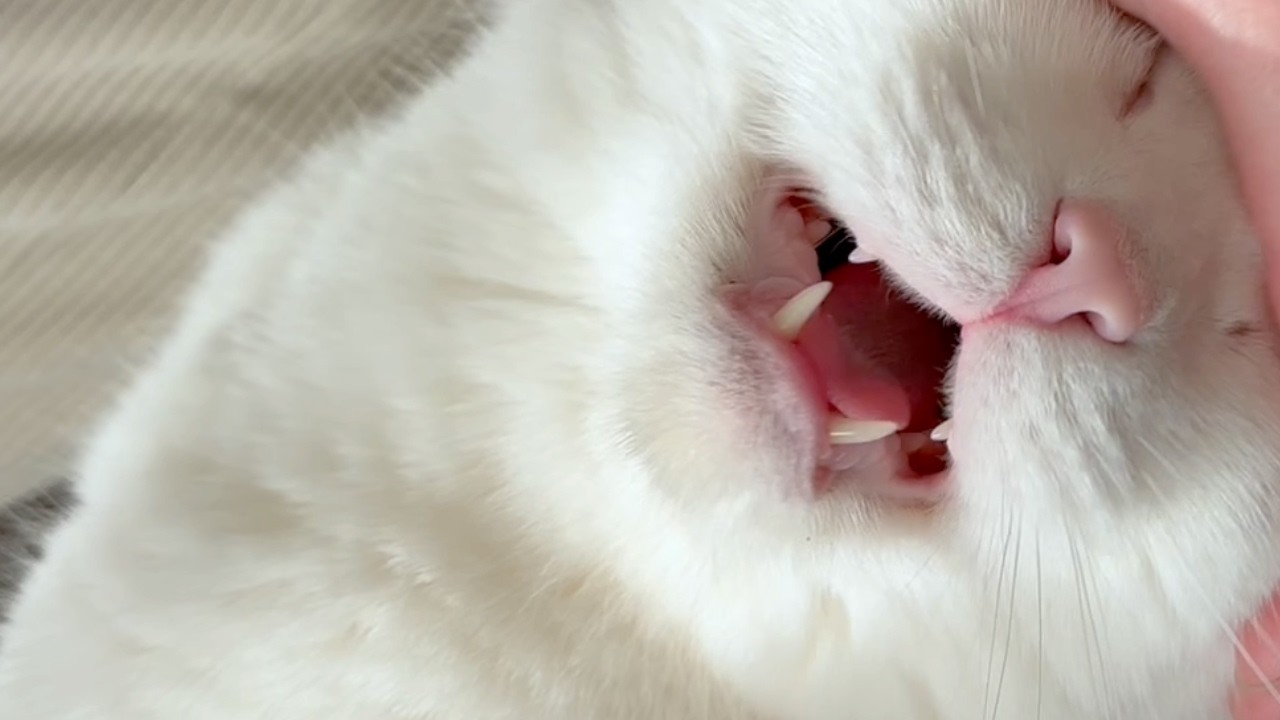 The Day Our Usually Quiet Cat Made a Rare Sound - YouTube