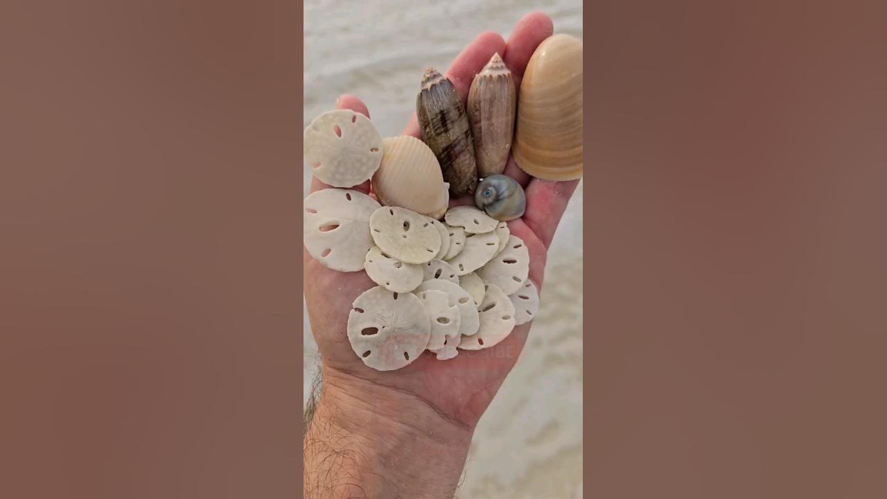 A Sand Dollar's Breakfast is Totally Metal