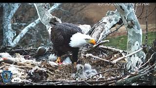 PA Farm Country Eagle Cam - Feisty Lil 4 Gets Fed & Bonks 3.😃  ! ..3/30/21