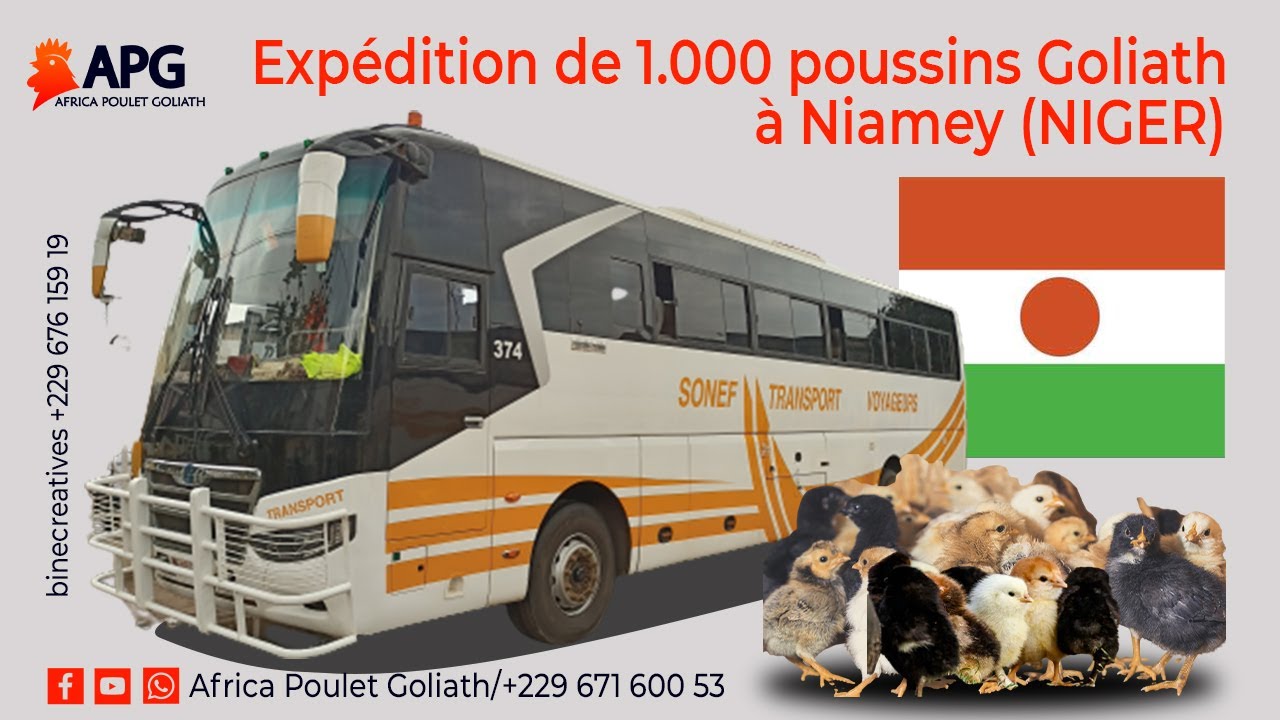 EXPEDITION DE 1.000 POUSSINS GOLIATH DESTINATION NIAMEY (NIGER)