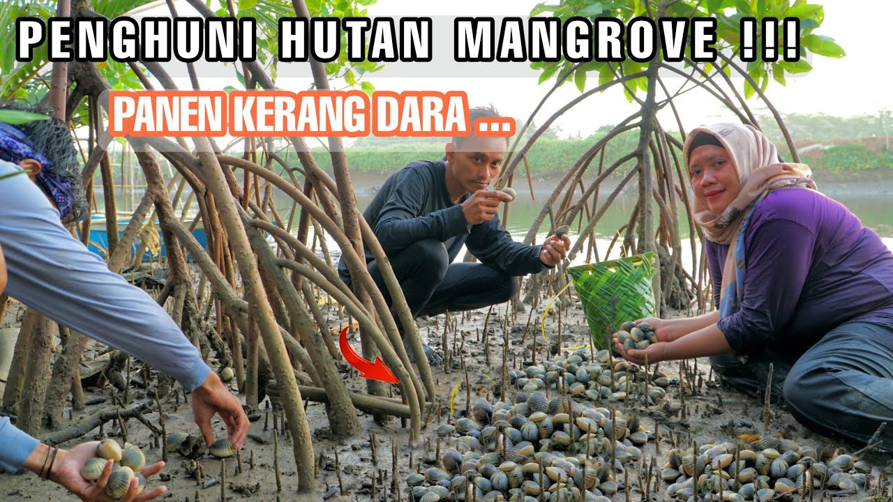 Ternyata Ditempat Seperti Inilah Yg Paling Disukai Kerang Dara Untuk Bersarang