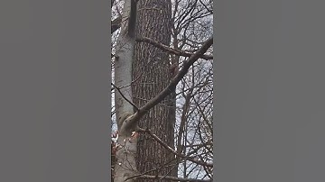 Tiny wild squirrel looking from behind the tree trunk 🐿️ Süẞes Eichhörnchen 🐿️ Bellissimo scoiattolo