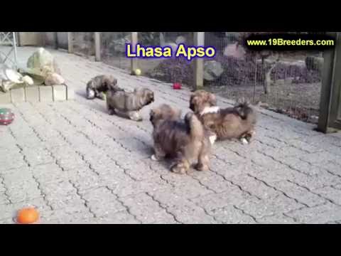 puppies for sale in las cruces nm lhasa apso funnydog tv puppies for sale in las cruces nm lhasa apso funnydog tv
