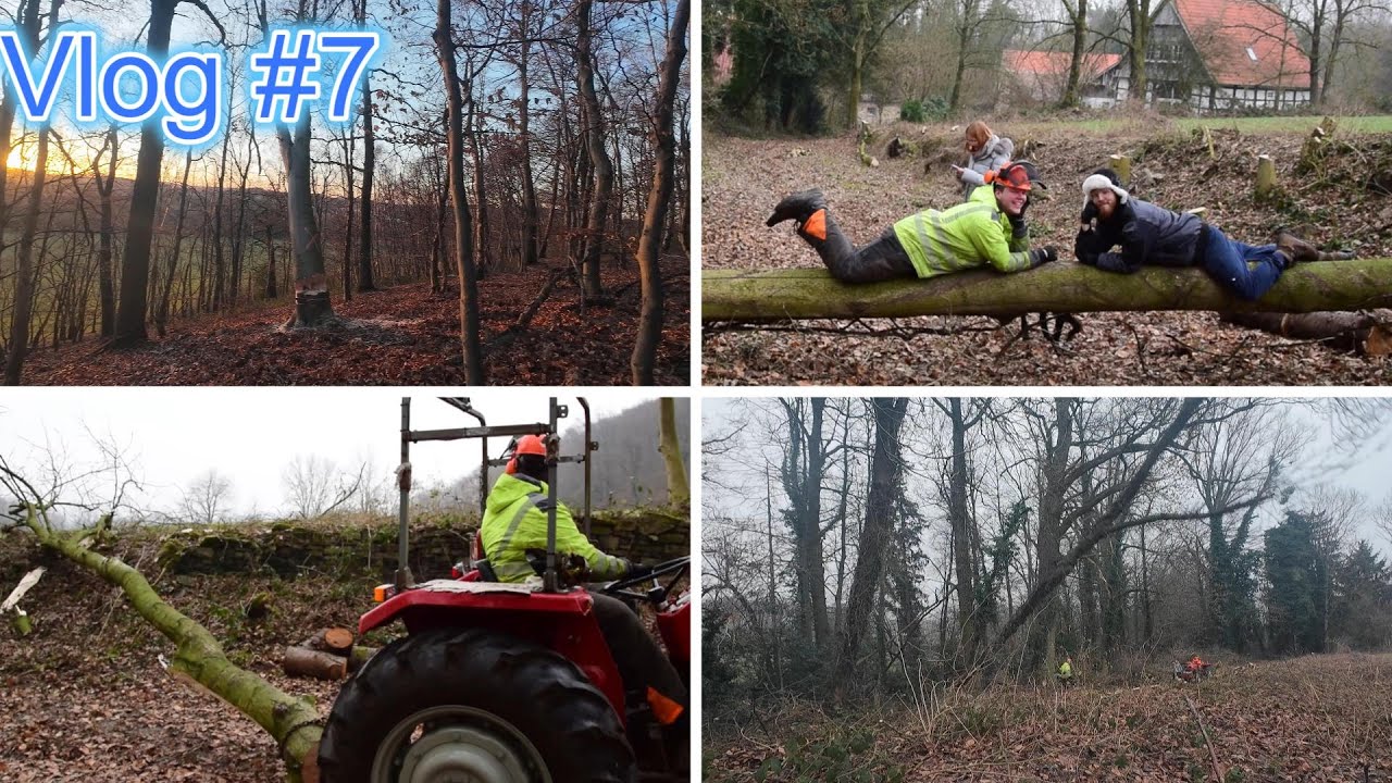 🌲 Große Esche fällen & aufarbeiten | MF 155 & 158 | STIHL MS241 & MS440