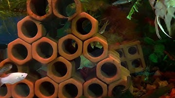 Ngắm khách sạn 5 sao trong bể cá cảnh (VietSub)