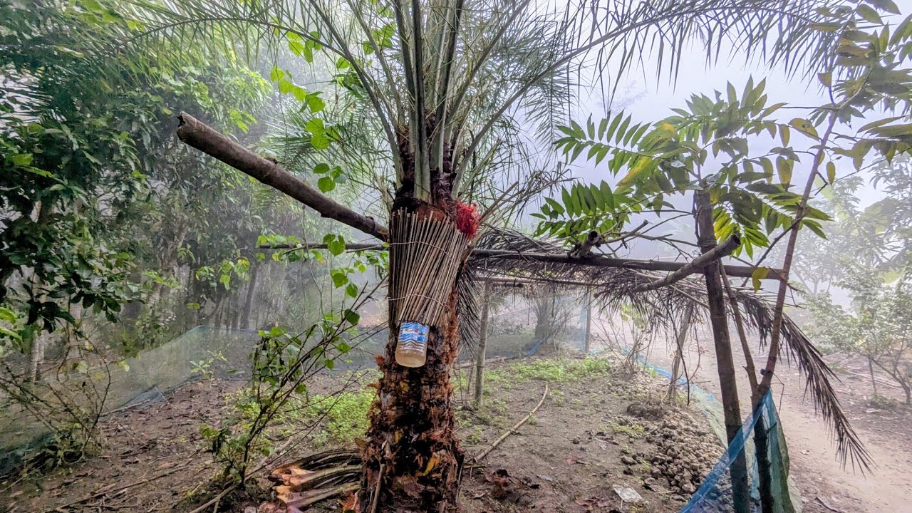 শীতের শুরুতে খেজুর গাছ পরিষ্কার করার ব্যস্ততা! | Date Tree Cleaning!