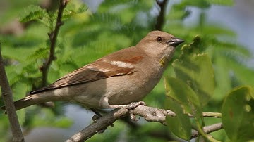 Science Today: Saving Birds from Windows | California Academy of Sciences