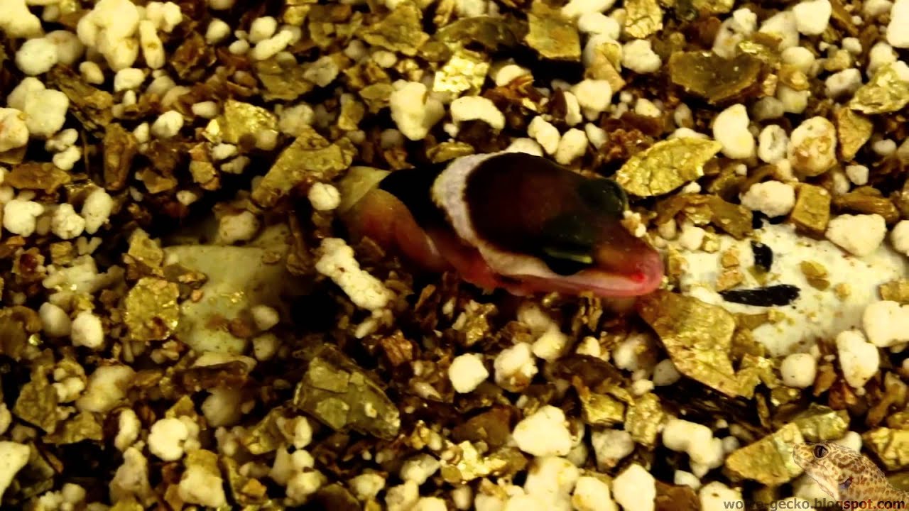 heimchenzucht Leopard Gecko : Coming out of the egg! - 2013.08.06