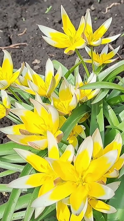 БОТАНИЧЕСКИЕ ТЮЛЬПАНЫ ТАРДА ДАСИСТЕМОН - YouTube