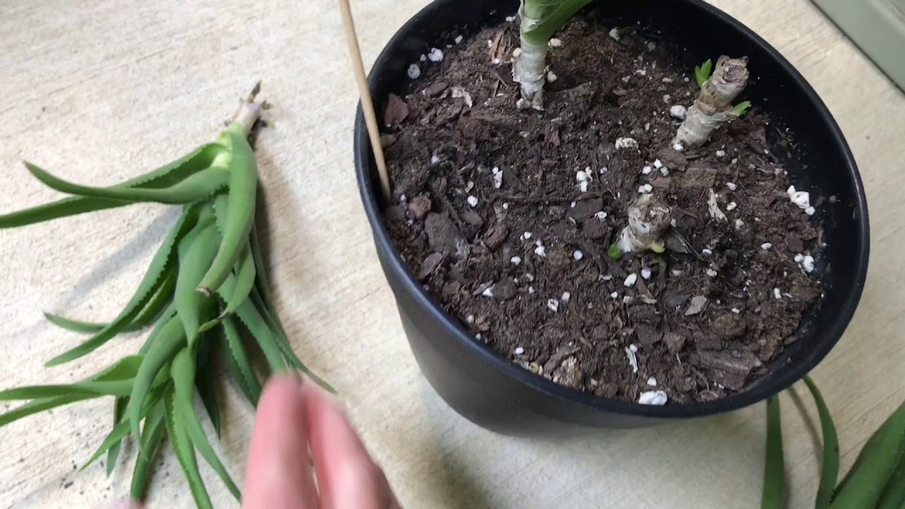 Aloe Propagation By Beheading
