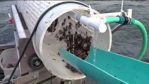 The Oyster Sorter