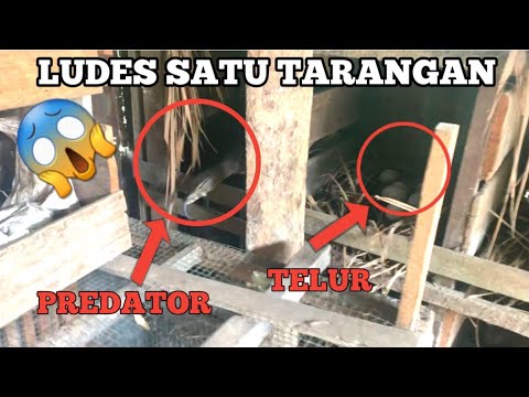 Video: Predator Ayam Biasa di AS