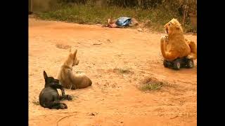 Wow fake tiger Prank Dogs with Funny  Video