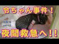 【保護猫】【赤ちゃん猫】生後5週目 令ちゃん夜間救急へ!!令和元編5ミルクボランティア
