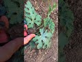 Watermelon pruning ( topping)#smartfarming #organicfarming #gardeningtips