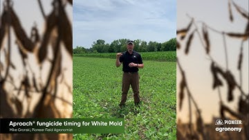 White Mold Pressure: Fungicide Timing for Soybeans
