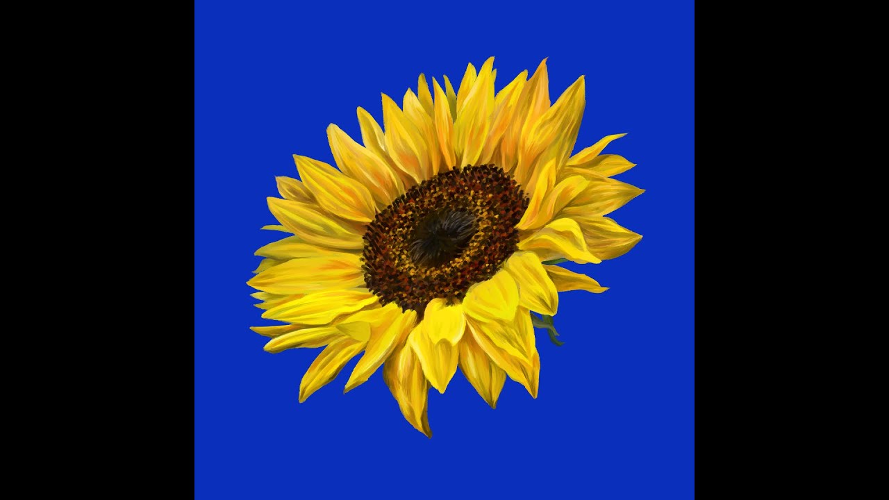 타블렛으로 해바라기 그리기 (drawing sunflower by tablet) YouTube