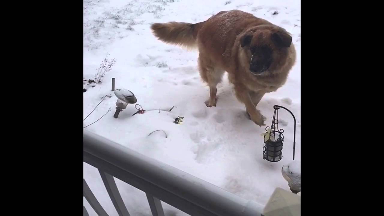Dog catching snow Slo Mo - YouTube