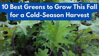 10 Best Greens to Grow This Fall for a Cold-Season Harvest