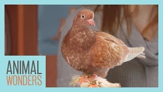 Pigeons: Underrated And Smarter Than You Think