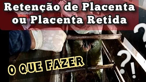 Quais as causas de retenção de placenta em vacas?