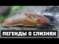 Московские слизни убивают птиц и насилуют ёжиков // Clever Cricket