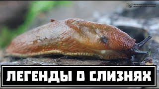 Московские слизни убивают птиц и насилуют ёжиков // Clever Cricket