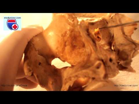 Анатомия небной кости (os palatinum) - meduniver.com