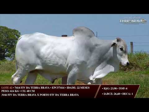 LOTE 42   EPCF 7414