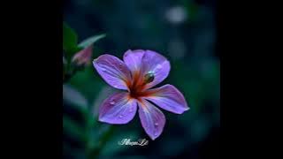 Only You - George Saxon 🎶🌹