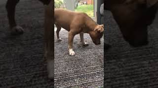 Fidget The Staffy And Her Clic Kong