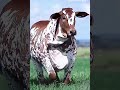 Qurbani Cow Walk 🐄✨ Beautiful Eid ul Adha Cinematic Short #shorts