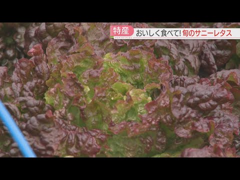 しゃきしゃき！3月2日は「春のサニーレタスの日」直売所の無料配布に行列　これから出荷のピーク