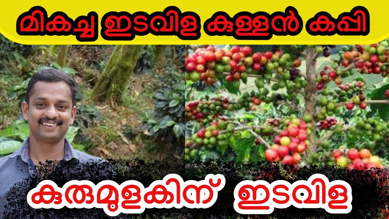 daraf coffee #coffeefarming #agriculture #best coffe for intercrop # pepper and coffe #agriculture